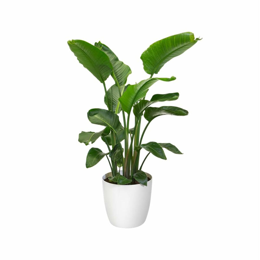 V2H932E881F6981876A65FAE0D523A40B22R6746323P10